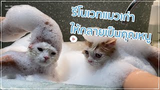 #catvlogꊞ˖*ˑ cat vlog⋆｡˚🪞⌇รีโนเวทแมวเก่าให้กลายเป็นลุคคุณหนู