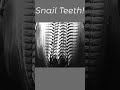 Today's Fact. (Snail Teeth)