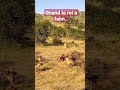 quand un lion affamé arrive devant des hyènes. lion hyènes afriquedusud animal vlog nature