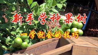 新手学种果树--一学就会的技巧(第65期) Learn to plant fruit trees(Ep65)