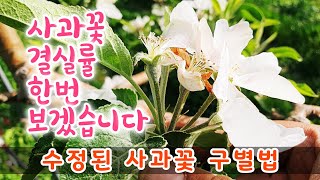 사과꽃 수정되면 이렇게 변해요