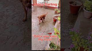 #gorakhpur #delhi #frenchmastiffpuppy #mona #doglover