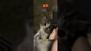 Rescue anak kucing liar ketakutan