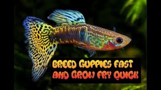HOW TO BREED AND CARE FOR GUPPIES + GROW FRY FAST
