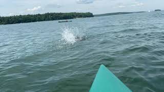 Seal in Casco Bay, Portland, Maine (07/25/2020)