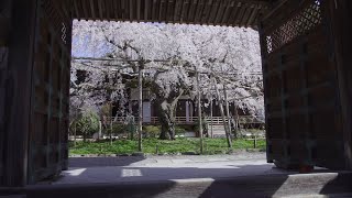 毘沙門堂 - 春、桜 | 京都府京都市山科区