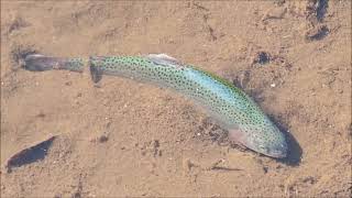 RAINBOW TROUT IN MIKE LAKE