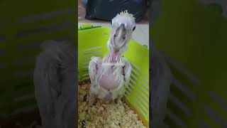 baby cockatoo..#birds #babybird #kakatua #cockatoo #shorts