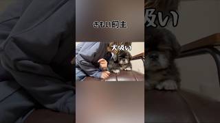 飼主の相手が大変なペキニーズ