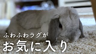 【うさぎ】部屋の模様替えをしたら、ラブくんのお気に入りの場所が増えた【ホーランドロップ / Bunny / Holland lop】