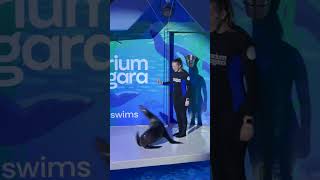 Sea Lion Presentation at the Aquarium of Niagara in New York State USA (Part 1)