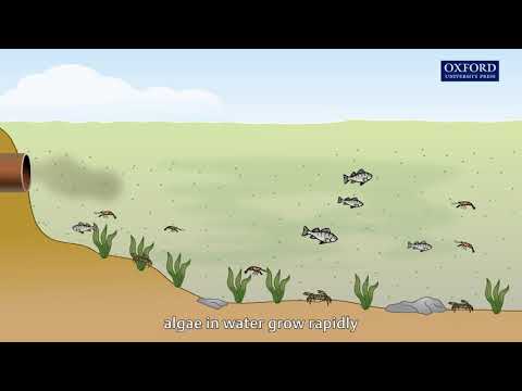 Why are algae blooms dangerous?