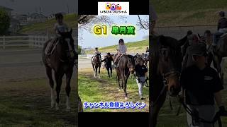 サラブレッドに乗馬体験