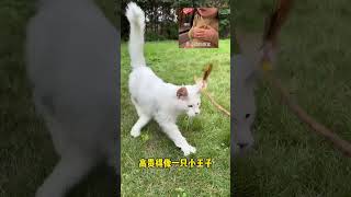 看看緬因貓打疫苗有多乖！#緬因貓#貓#奶貓#寵物疫苗#萌寵#