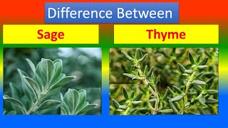 Differences Between Medical And Health Benefits Of Sage and Thyme