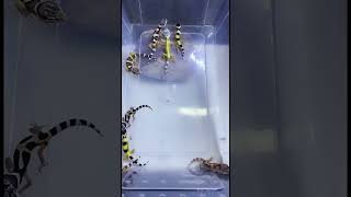 这群爬行动物真是太花哨了Dancing reptile蜥蜴😂