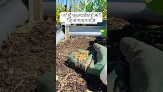 តេីបងប្អូន​ប្រមូលផល​ស្លឹក​គូឆាយ​យ៉ាងម៉េចដែរ?