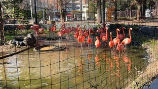 朝ごはん中のベニイロフラミンゴ【2022年12月20日】【上野動物園】