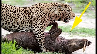 Warthog, aunque escondido en una cueva profunda, fue arrastrado por un leopardo para comérselo