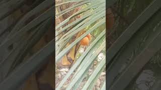 ලෝකයේ කොටම තැඹිලි ගස 🌳#video #nature #viral#best