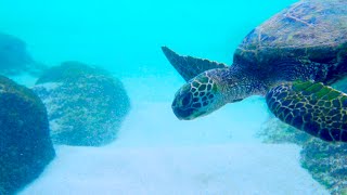The Mermaid & the Sea Turtles – A True Story by Mermaid Linden The Mermaid & the Sea Turtles – A True Story by Mermaid Linden