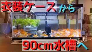 衣装ケース水槽から90cm水槽へ大きくした！卵から育てた金魚たち【アクアリウム】朱文金×小赤