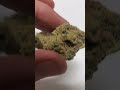 gelato x high octane strain review stiiizy gelato review