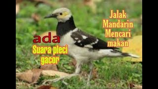 Ngintip Jalak Mandarin mencari makan Terdengar suara Perci gacor