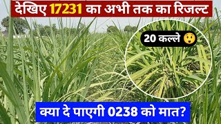 देखिए 17231 का अभी तक का रिजल्ट / 17231 ganna variety / 17231 sugarcane variety