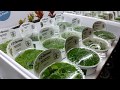 Tropica - 1,2 - Grow - Aquatic Plants