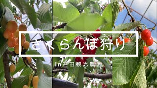 がりがりがりさくらんぼ狩りです。　広島県/広島県三次市/平田観光農園/デート/さくらんぼ狩り/おすすめ/おいしい/楽しい