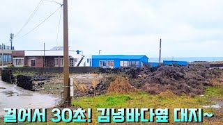 [제주도 부동산경매] 김녕해변 \u0026 세기알해변과 가까운 방향좋은 대지!! 실제현장영상(2023타경 26846)