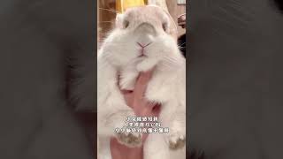 好喜欢我的小兔😭 垂耳兔 萌宠出道计划 兔叽兔叽 小兔兔🐰 兔子