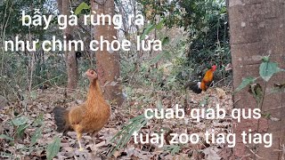 Bẫy gà rừng bồi khô quá không cách nào dính được. cuab qiab qus tuaj zoo tiag tiag pob tsi mag li