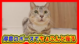 お得意のポーズでキョロキョロする猫が可愛い。