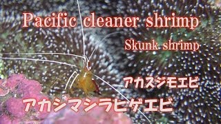 アカシマシラヒゲエビ　水中映像　クリーニング　Pacific cleaner shrimp