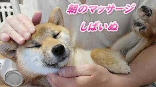 柴犬まる子さん朝のマッサージ #しばいぬ #柴犬 #犬のいる生活