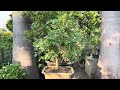 fast growing bonsai material candle tree part 12