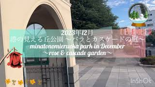 【2023年12月 港の見える丘公園 〜バラとカスケードの庭〜】minatonomieruoka park in December「rose \u0026 cascade garden」