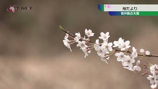 桜だより 岩井畝の大桜