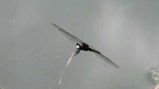 コシアキトンボ（Pseudothemis zonata）　Video 08 　