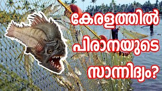 മനുഷ്യനെ കാർന്ന് തിന്നുന്ന മൽസ്യം│Piranha Fish Kerala│Dangerous Fish Kerala | EXPLOREAL