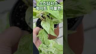 #월간화원 #스킨답서스 화이트마블퀸