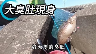 一隻比一隻還大 我的新菜園 ❤️#清水福海釣練餌  #釣魚  #fishing #滿點生技白磯奴 #臭肚專科 #阿旺愛釣魚