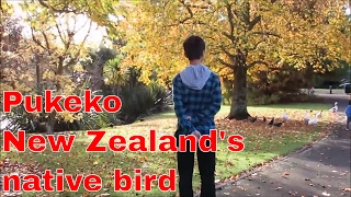 Pukeko, New Zealand's native bird, Autumn in Auckland, Western spring lakeside park