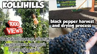 கொல்லிமலை மிளகு அறுவடை மற்றும் பதப்படுத்துதல்|KOLLIHILLS|BLACK PEPPER HARVESTING \u0026 TRYING PROCESSING