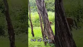 Tiger sighting in Muthanga wildlife sanctuary| kerala | forest | wild animals | #shorts