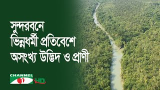 বিশ্ব ঐতিহ্য সুন্দরবন: ভিন্নধর্মী প্রতিবেশে আশ্রয় মিলেছে অসংখ্য উদ্ভিদ ও প্রাণীর