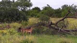 Djuma: Impalas-some stotting - 07:27 - 03/23/21