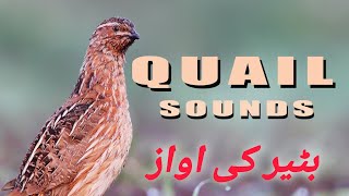 Quail sound || Batiar Ki Awaz || Female Quail Sound || بٹیر کی اواز || مادی بٹیر کی اواز